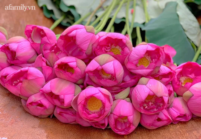 Nữ kế toán từ đam mê trà sen tươi chuyển sang bán, khách đặt cả trăm bông mỗi ngày-2