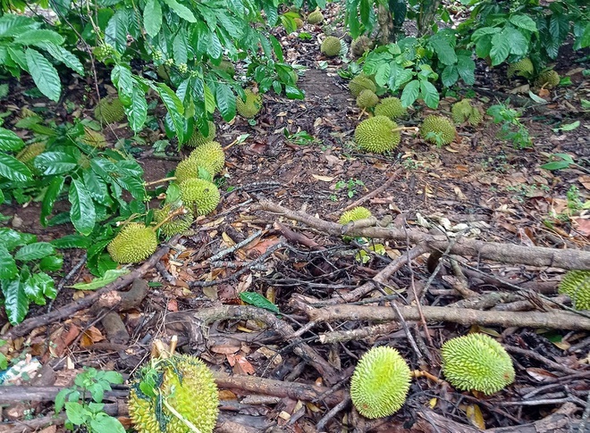 Sầu riêng rụng xanh gốc, nông dân tái mặt vì thất thu-1