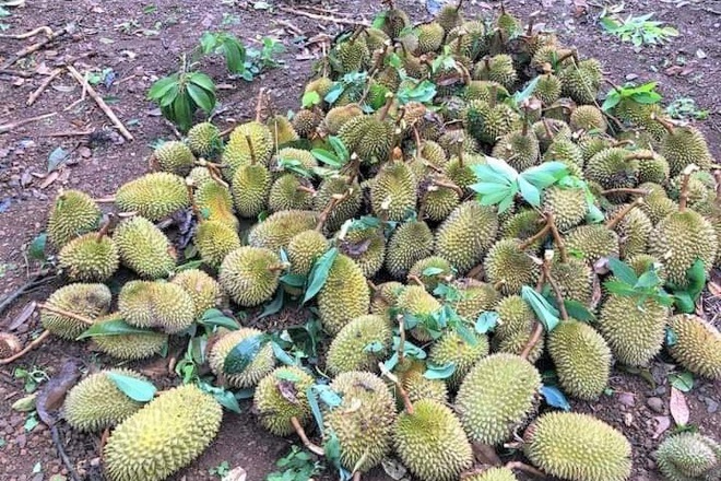 Sầu riêng rụng xanh gốc, nông dân tái mặt vì thất thu-2