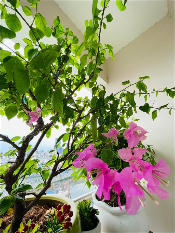 Căn hộ cao cấp trống huơ trống hoác của Quang Lê 2 năm trước nay đã được tô điểm bằng ban công ngập tràn sắc hoa, view đẹp mỹ mãn-3