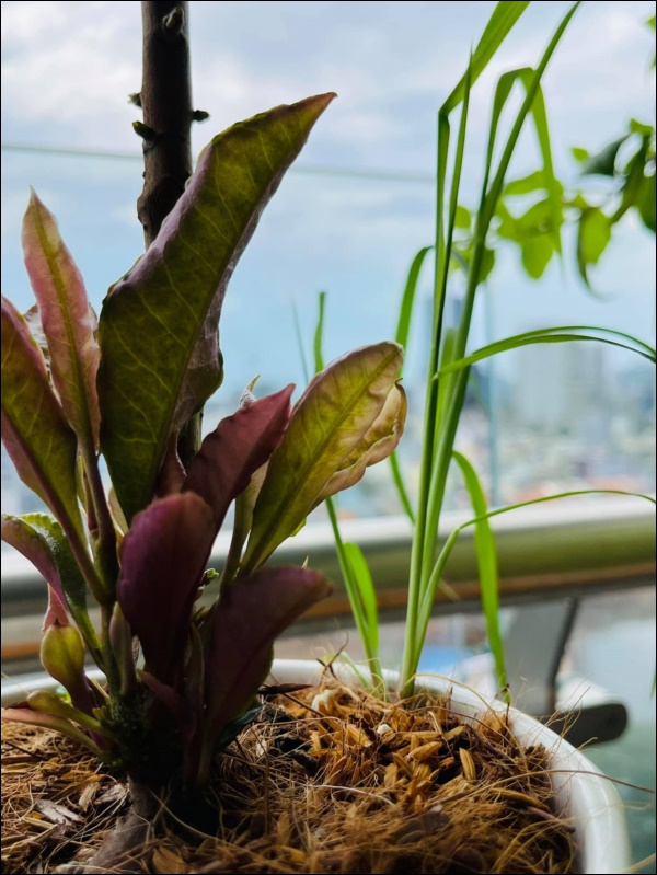 Căn hộ cao cấp trống huơ trống hoác của Quang Lê 2 năm trước nay đã được tô điểm bằng ban công ngập tràn sắc hoa, view đẹp mỹ mãn-5