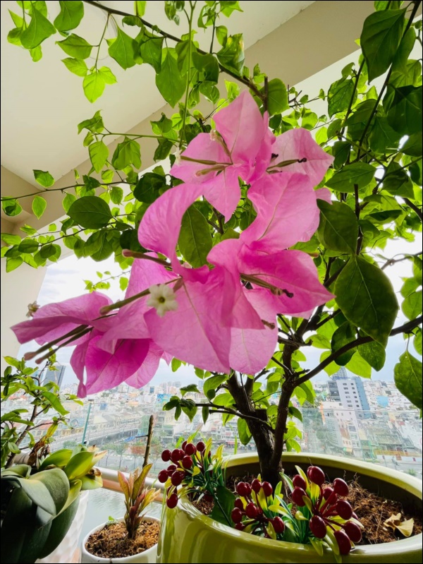 Căn hộ cao cấp trống huơ trống hoác của Quang Lê 2 năm trước nay đã được tô điểm bằng ban công ngập tràn sắc hoa, view đẹp mỹ mãn-4