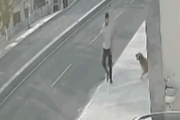 Clip: Nhảy xuống đường né chó cắn, thanh niên tông bất tỉnh