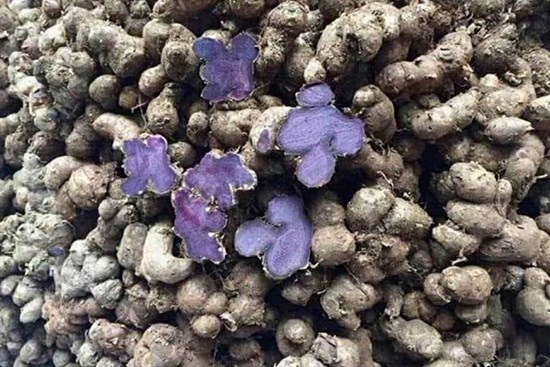 Ngải tím: Loại củ rừng siêu đắt, đặt trước vài tháng mới có