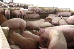 Thịt lợn dân bán tại chuồng 57 nghìn/kg, về Sài Gòn 200 nghìn/kg-4