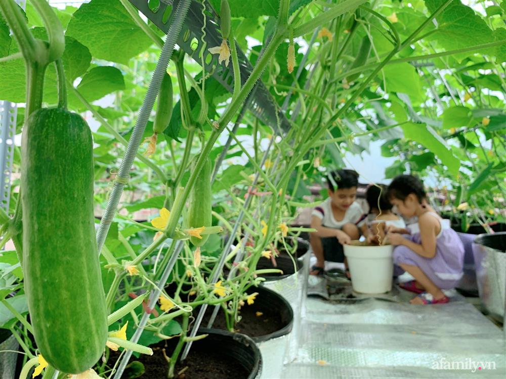 Khu vườn xanh tươi trên mái nhà và bí quyết đáng học hỏi của mẹ 3 con ở Sài Gòn-4