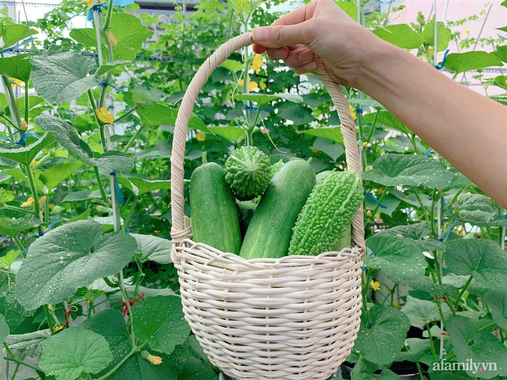 Khu vườn xanh tươi trên mái nhà và bí quyết đáng học hỏi của mẹ 3 con ở Sài Gòn-5