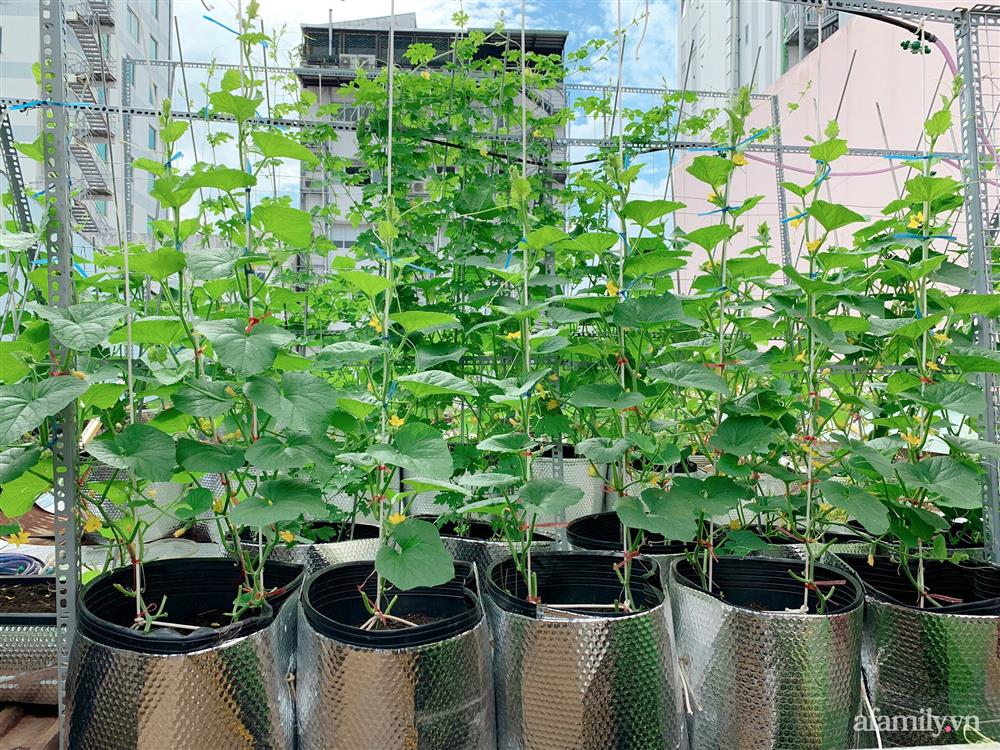 Khu vườn xanh tươi trên mái nhà và bí quyết đáng học hỏi của mẹ 3 con ở Sài Gòn-6