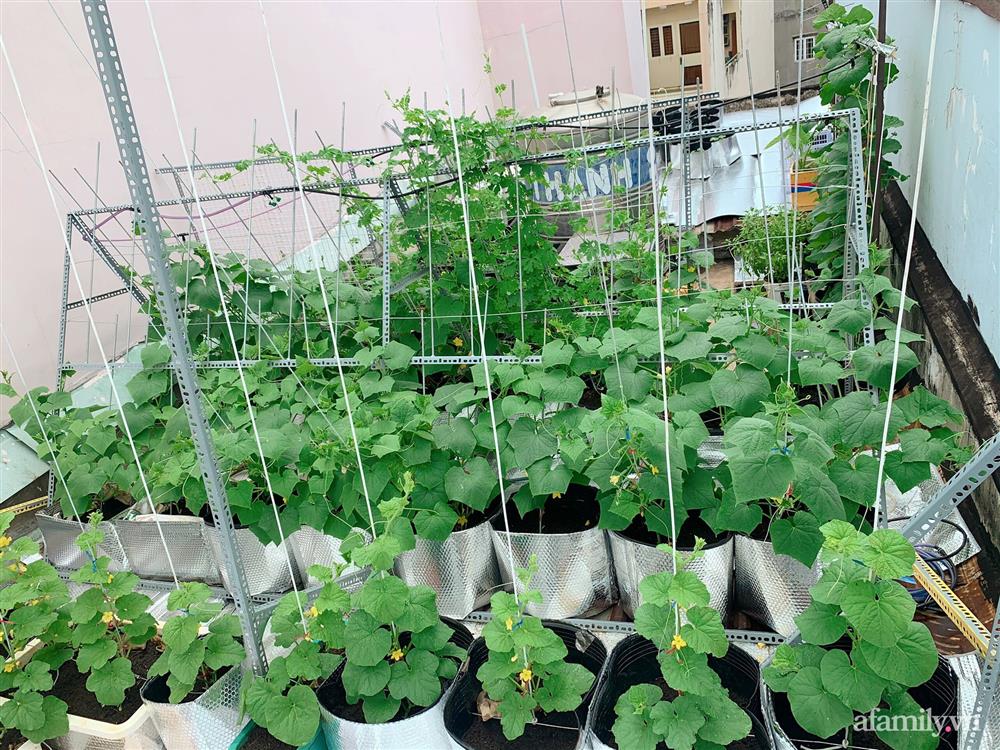 Khu vườn xanh tươi trên mái nhà và bí quyết đáng học hỏi của mẹ 3 con ở Sài Gòn-7