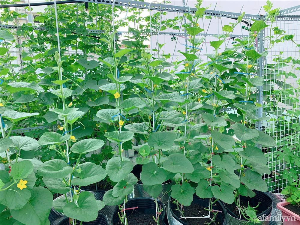 Khu vườn xanh tươi trên mái nhà và bí quyết đáng học hỏi của mẹ 3 con ở Sài Gòn-8