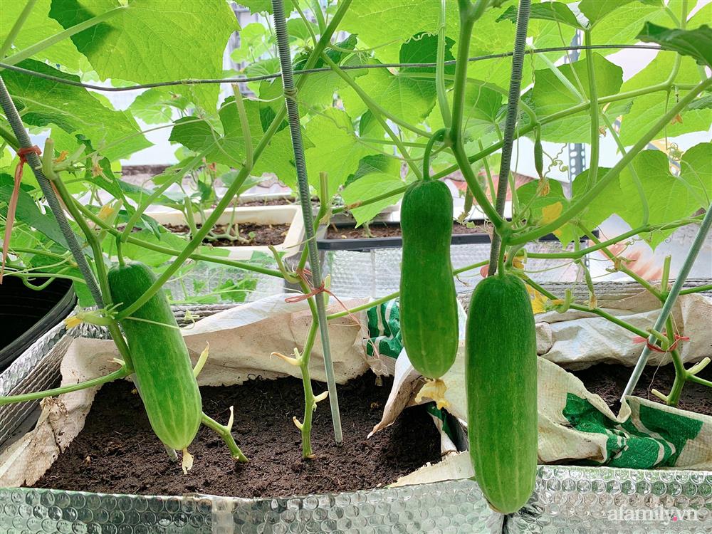 Khu vườn xanh tươi trên mái nhà và bí quyết đáng học hỏi của mẹ 3 con ở Sài Gòn-11