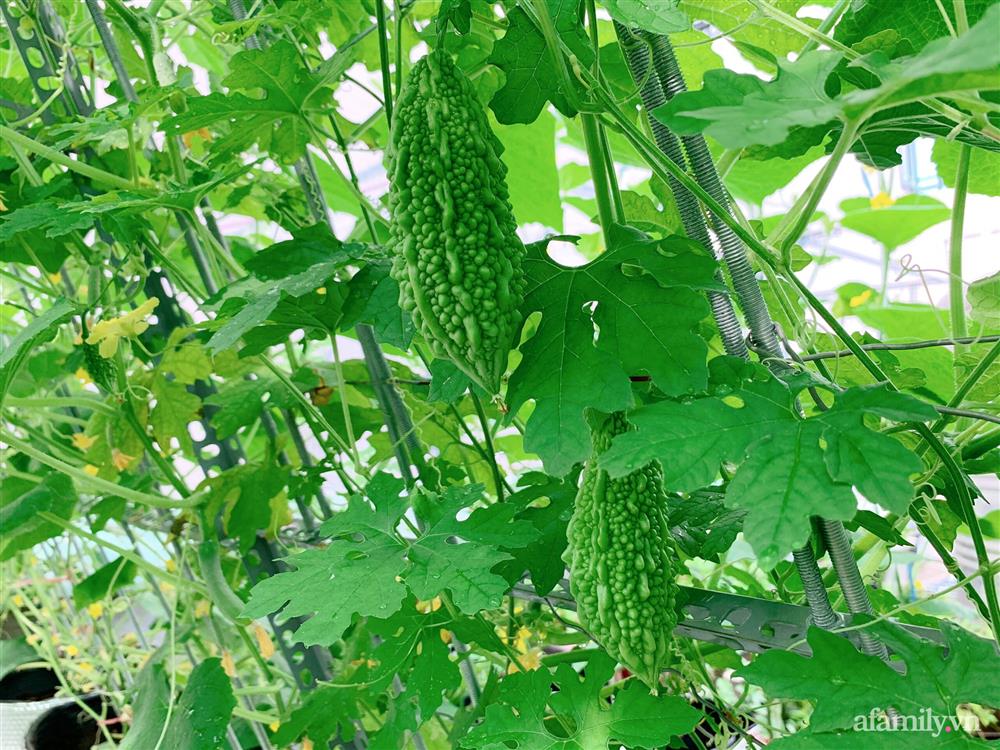 Khu vườn xanh tươi trên mái nhà và bí quyết đáng học hỏi của mẹ 3 con ở Sài Gòn-12