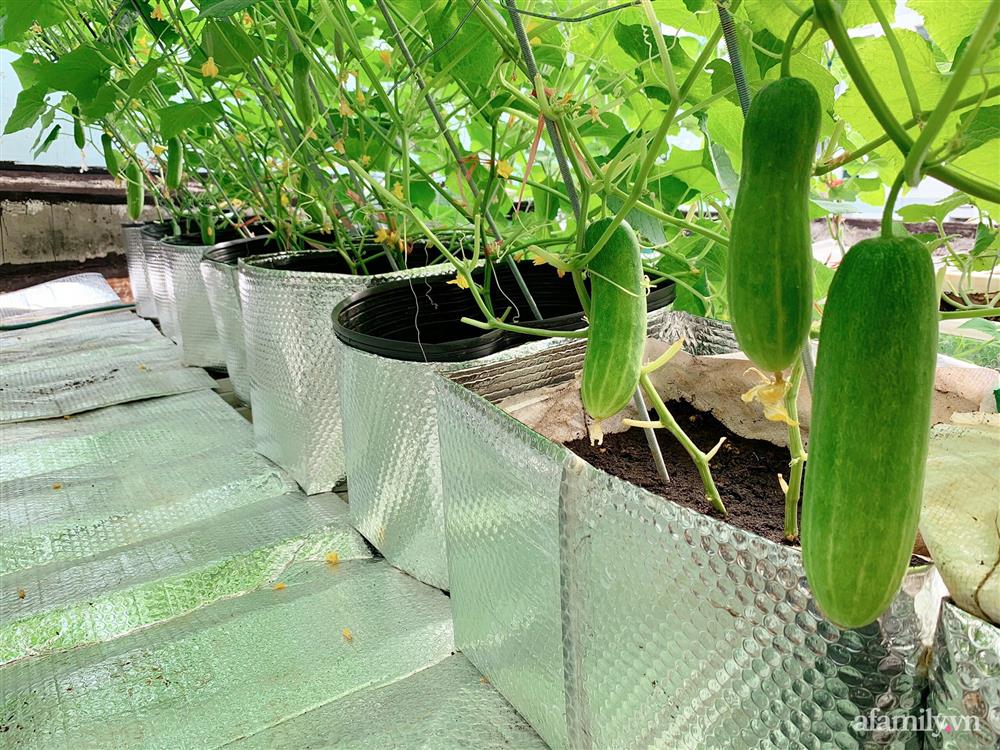 Khu vườn xanh tươi trên mái nhà và bí quyết đáng học hỏi của mẹ 3 con ở Sài Gòn-9