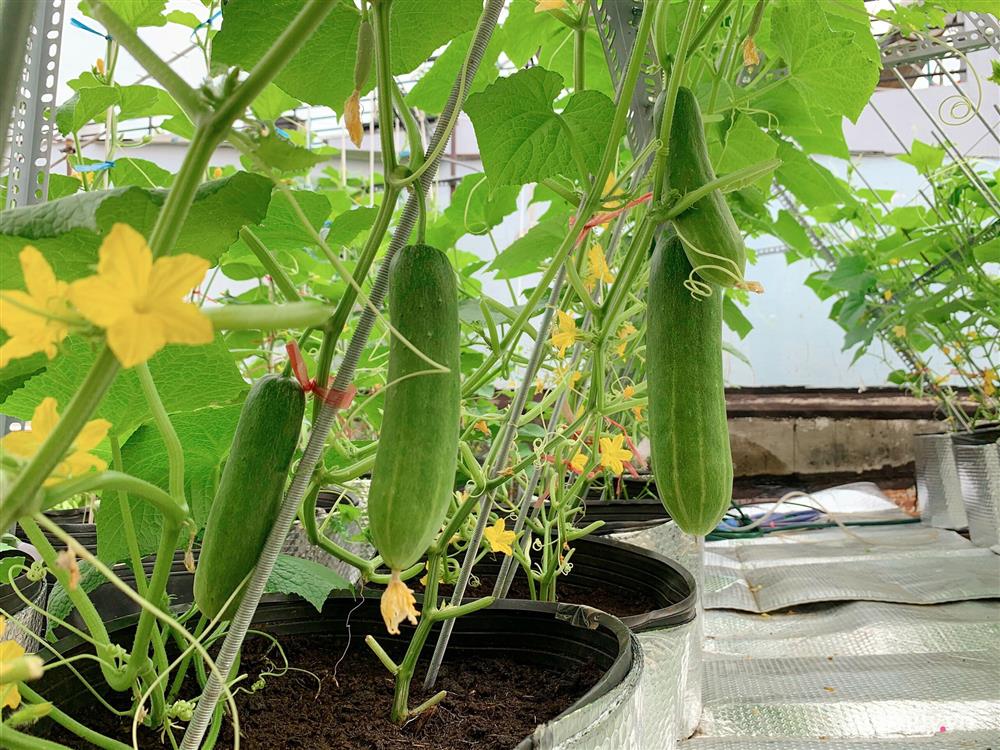 Khu vườn xanh tươi trên mái nhà và bí quyết đáng học hỏi của mẹ 3 con ở Sài Gòn-13