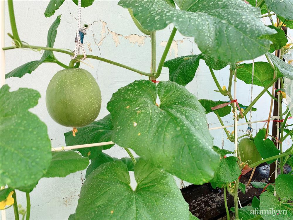 Khu vườn xanh tươi trên mái nhà và bí quyết đáng học hỏi của mẹ 3 con ở Sài Gòn-14