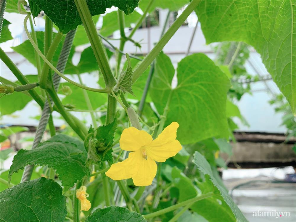 Khu vườn xanh tươi trên mái nhà và bí quyết đáng học hỏi của mẹ 3 con ở Sài Gòn-15