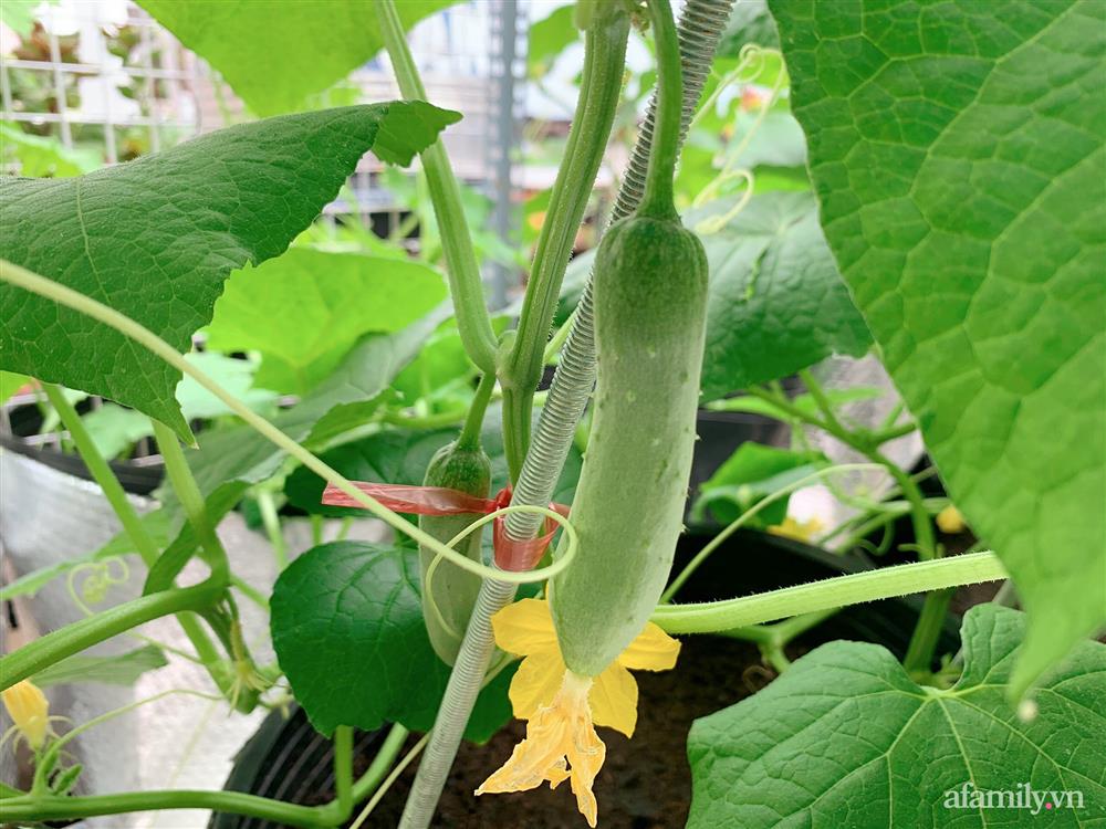 Khu vườn xanh tươi trên mái nhà và bí quyết đáng học hỏi của mẹ 3 con ở Sài Gòn-16