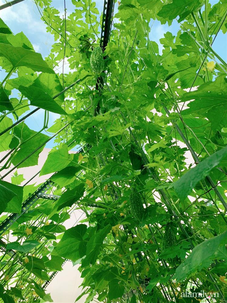 Khu vườn xanh tươi trên mái nhà và bí quyết đáng học hỏi của mẹ 3 con ở Sài Gòn-17