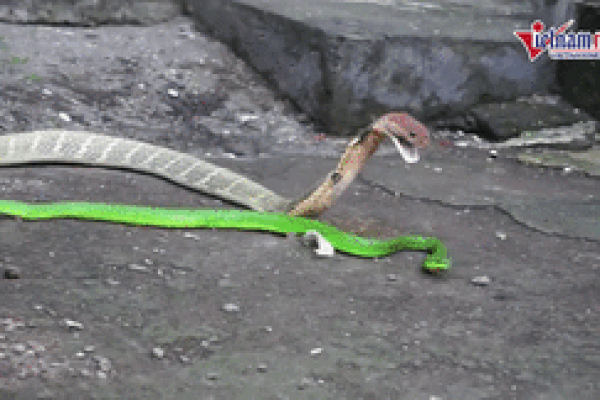 Đang nằm ngủ, cô gái bị rắn độc trốn trong chăn cắn tử vong-4