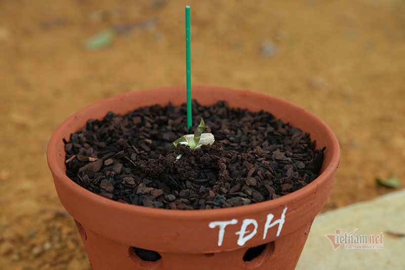Chính thức đổi 1 kie lan đột biến lấy mộc hương ‘huynh đệ’ triệu USD-2