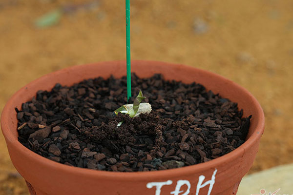 Giết chết lan 5 cánh trắng Bạch Tuyết tiền tỷ: Trò cũ-2