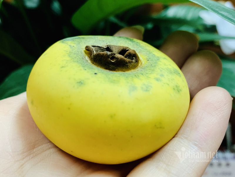 Thơm lừng hương cổ tích, Hà Thành lùng mua loại quả vàng ươm-2