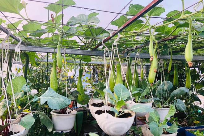 Dân Sài Gòn thích làm vườn mùa dịch, giới kinh doanh cây trồng hốt bạc-3