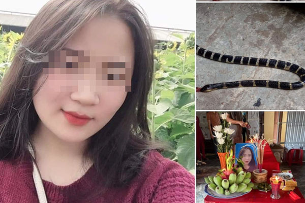 Kinh hãi rắn hổ mang khủng bò vào vườn nhà cắn chết con chó Pitbull 57kg ở Nghệ An-2