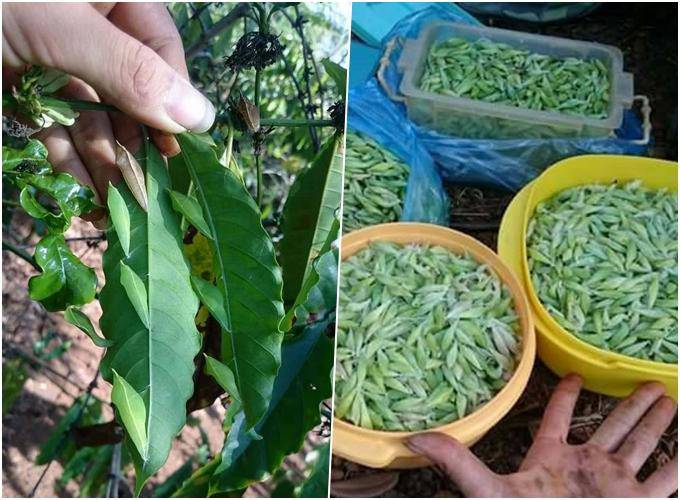 Bất ngờ loại nhộng sâu ghê sợ đắt ngang ba chỉ bò Mỹ vẫn hút khách-4