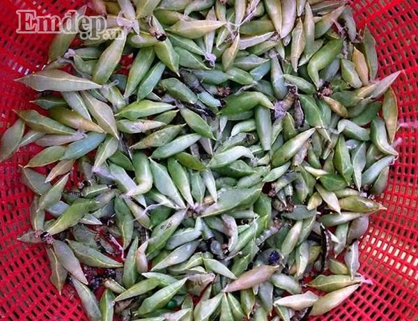 Bất ngờ loại nhộng sâu ghê sợ đắt ngang ba chỉ bò Mỹ vẫn hút khách-8