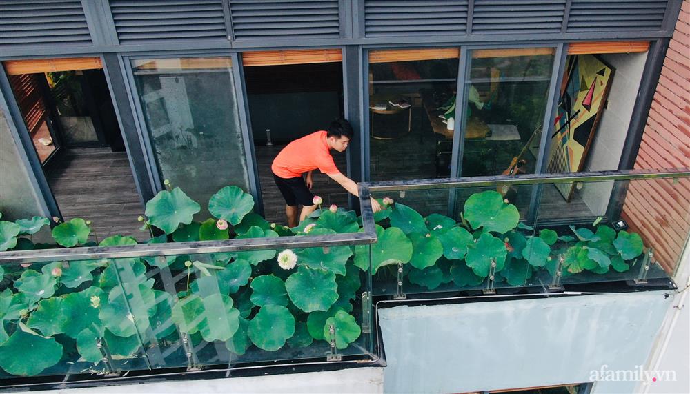 Hồ sen với đủ loại hoa hiếm trên penthouse 300m² của chồng dành tặng vợ ở Hà Nội-1