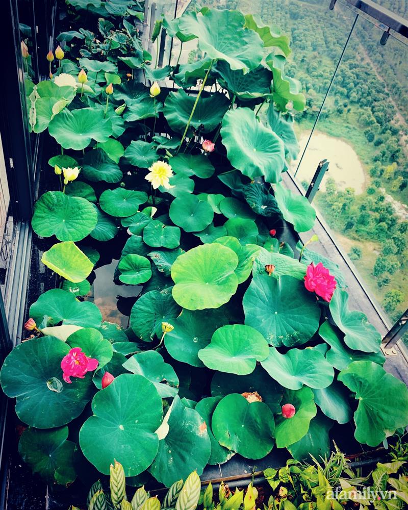 Hồ sen với đủ loại hoa hiếm trên penthouse 300m² của chồng dành tặng vợ ở Hà Nội-5