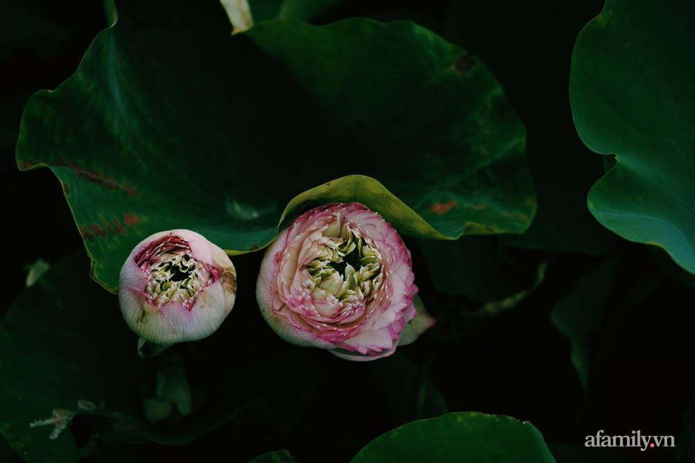 Hồ sen với đủ loại hoa hiếm trên penthouse 300m² của chồng dành tặng vợ ở Hà Nội-19