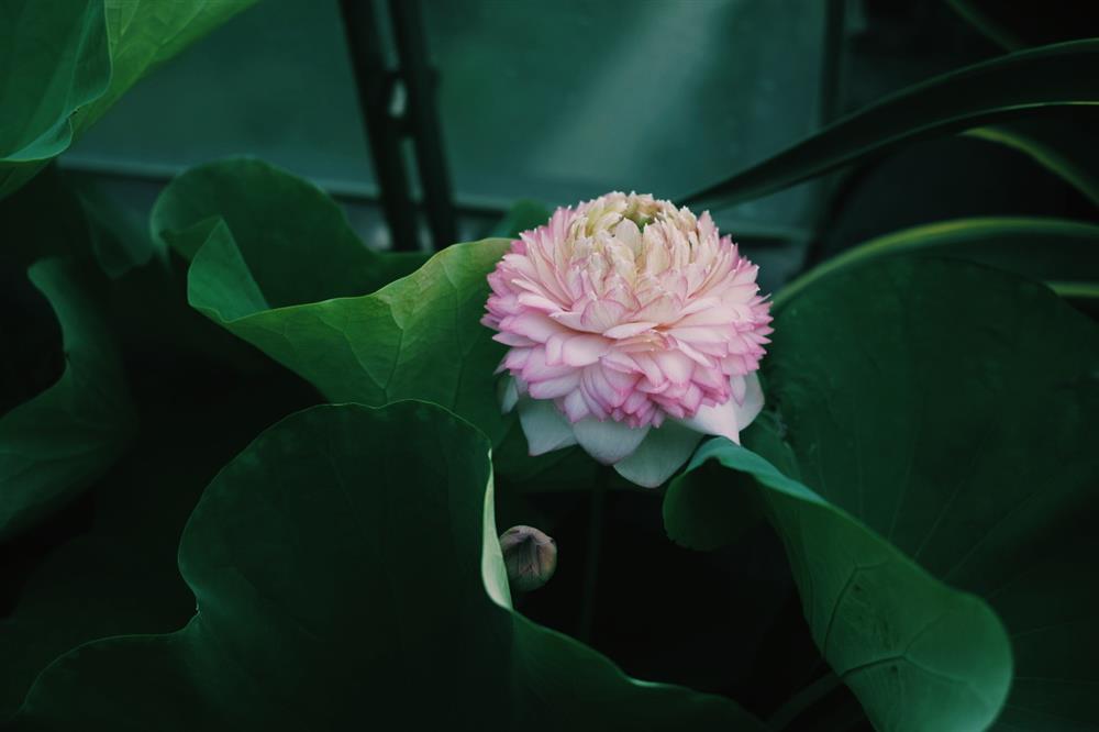 Hồ sen với đủ loại hoa hiếm trên penthouse 300m² của chồng dành tặng vợ ở Hà Nội-24