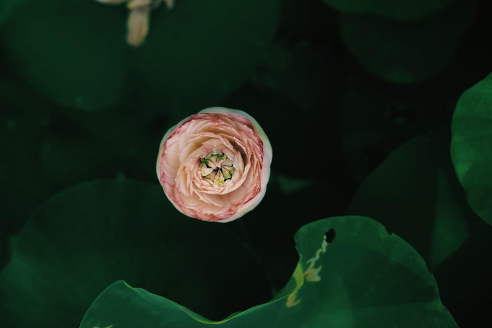 Hồ sen với đủ loại hoa hiếm trên penthouse 300m² của chồng dành tặng vợ ở Hà Nội-25