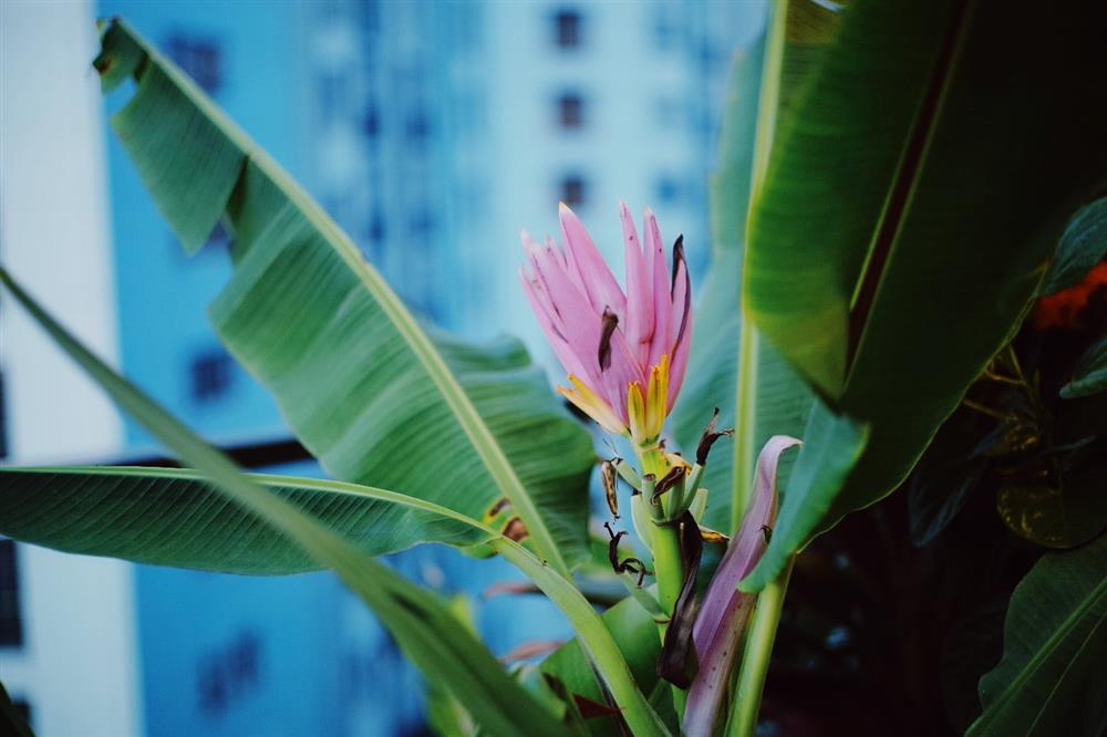 Hồ sen với đủ loại hoa hiếm trên penthouse 300m² của chồng dành tặng vợ ở Hà Nội-29