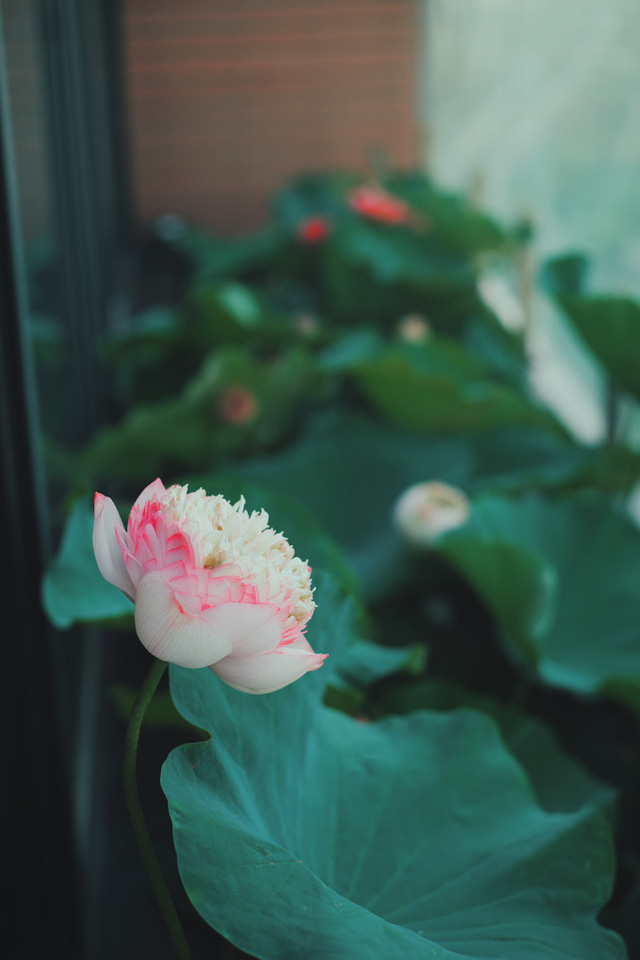 Hồ sen với đủ loại hoa hiếm trên penthouse 300m² của chồng dành tặng vợ ở Hà Nội-31