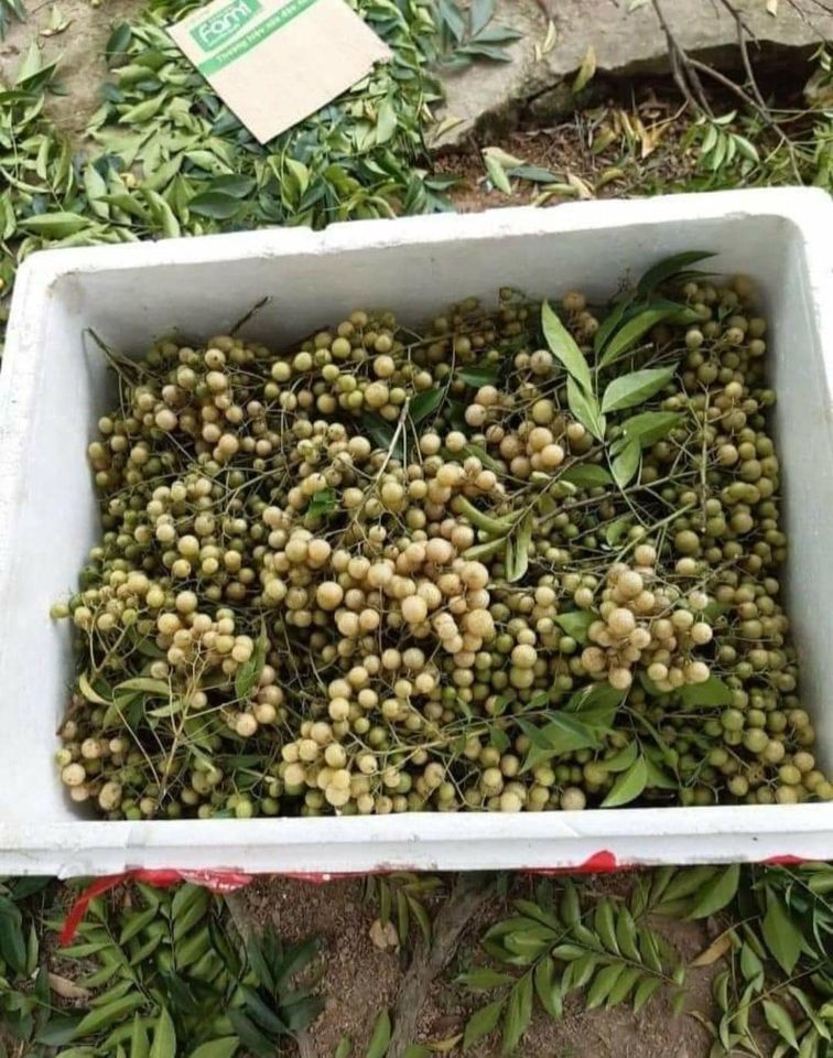 Gia vị vạn năng từ xứ Lạng, bà nội trợ đua nhau đặt mua dùng dần-2