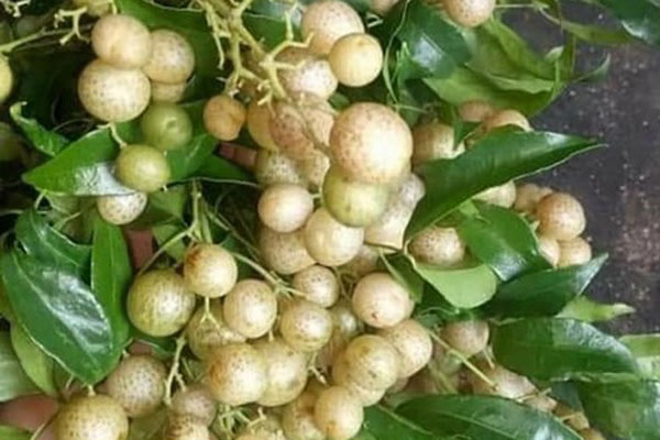 Ba loại gia vị Tây Bắc cực đắt đỏ, có tiền chưa chắc mua được-11