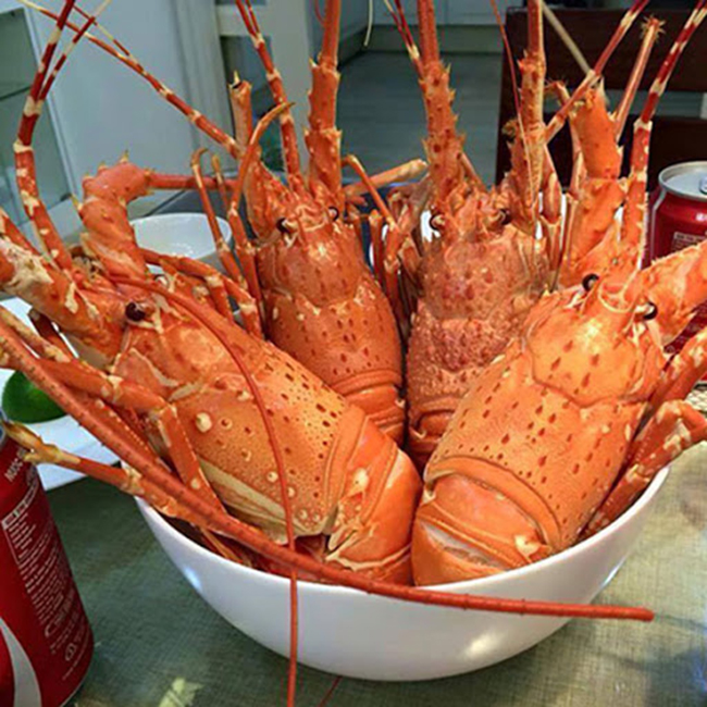 Con trai vừa đi làm, mẹ chồng lập tức bưng tôm hùm ra cho con dâu ăn, nói một câu bất ngờ-2