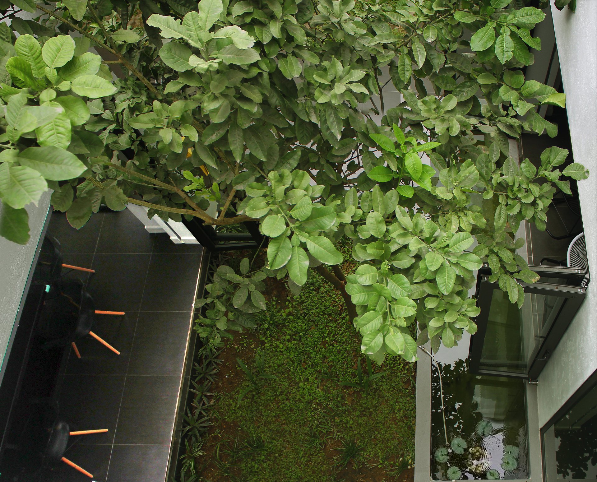 Ngẩn ngơ trước khu vườn bí mật trong ngôi nhà màu trắng ở Hải Phòng-9