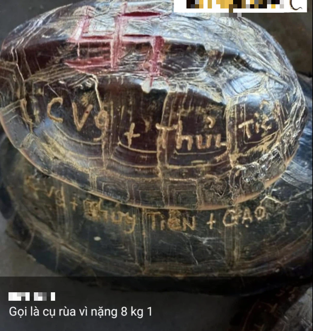 Tên Thuỷ Tiên và Công Vinh được khắc lên mai rùa phóng sinh, cư dân mạng chỉ trích vì hành động gây nguy hiểm tới loài vật này-2