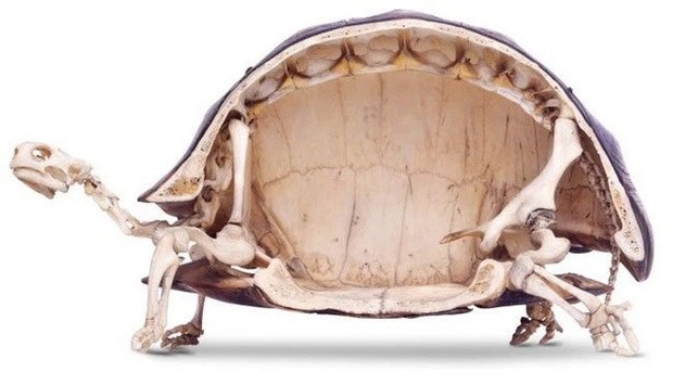Tên Thuỷ Tiên và Công Vinh được khắc lên mai rùa phóng sinh, cư dân mạng chỉ trích vì hành động gây nguy hiểm tới loài vật này-6