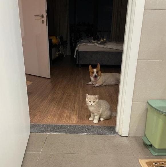 Không gian sống của siêu mẫu Minh Tú: Sang trọng, tiện nghi và có giá trị không hề nhỏ-2