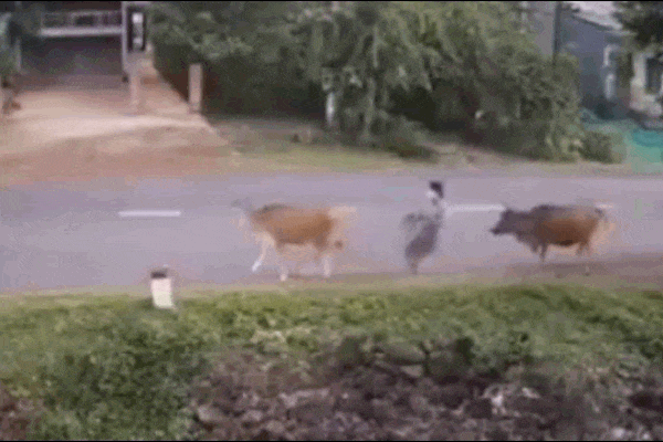 Clip: Bò bất ngờ chạy sang đường húc bay 2 cô gái đi xe máy