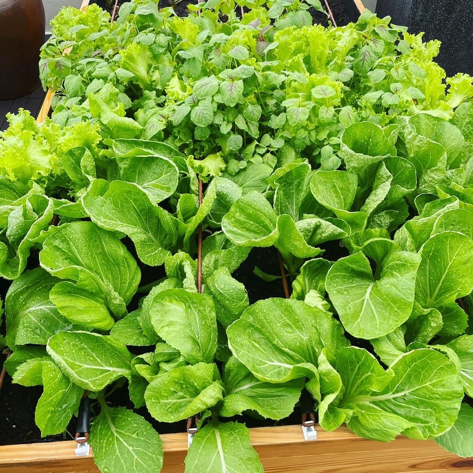 Vườn rau xanh mướt bên trong nhà phố của Lê Hoàng The Men-4