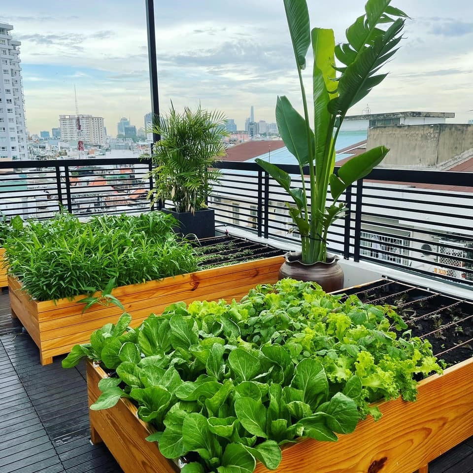 Vườn rau xanh mướt bên trong nhà phố của Lê Hoàng The Men-5