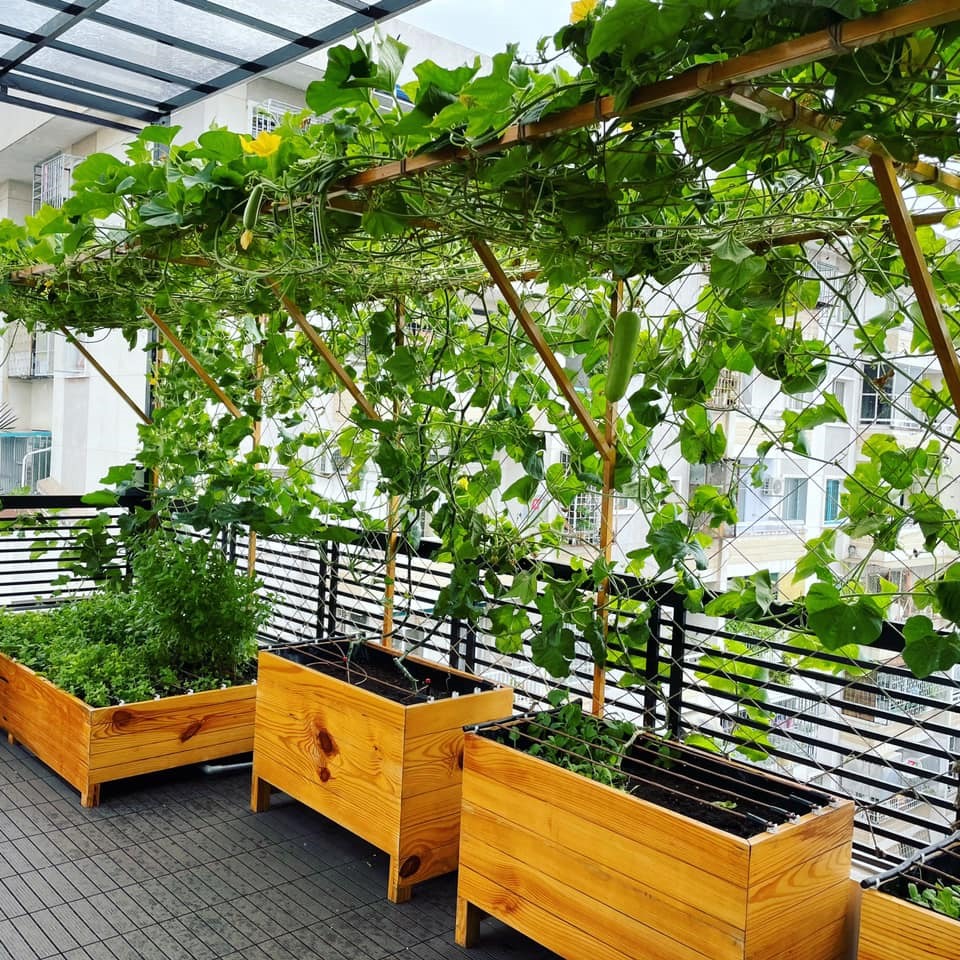 Vườn rau xanh mướt bên trong nhà phố của Lê Hoàng The Men-12