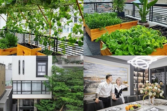Vườn rau xanh mướt bên trong nhà phố của Lê Hoàng