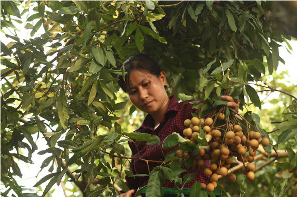 Nhãn chín sớm Hưng Yên mất mùa, giá bán tăng vọt-1